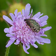 Image de Cétoine grise