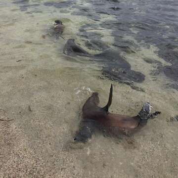 Image of Galapagos Fur Seal