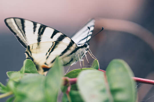 Image of Iphiclides