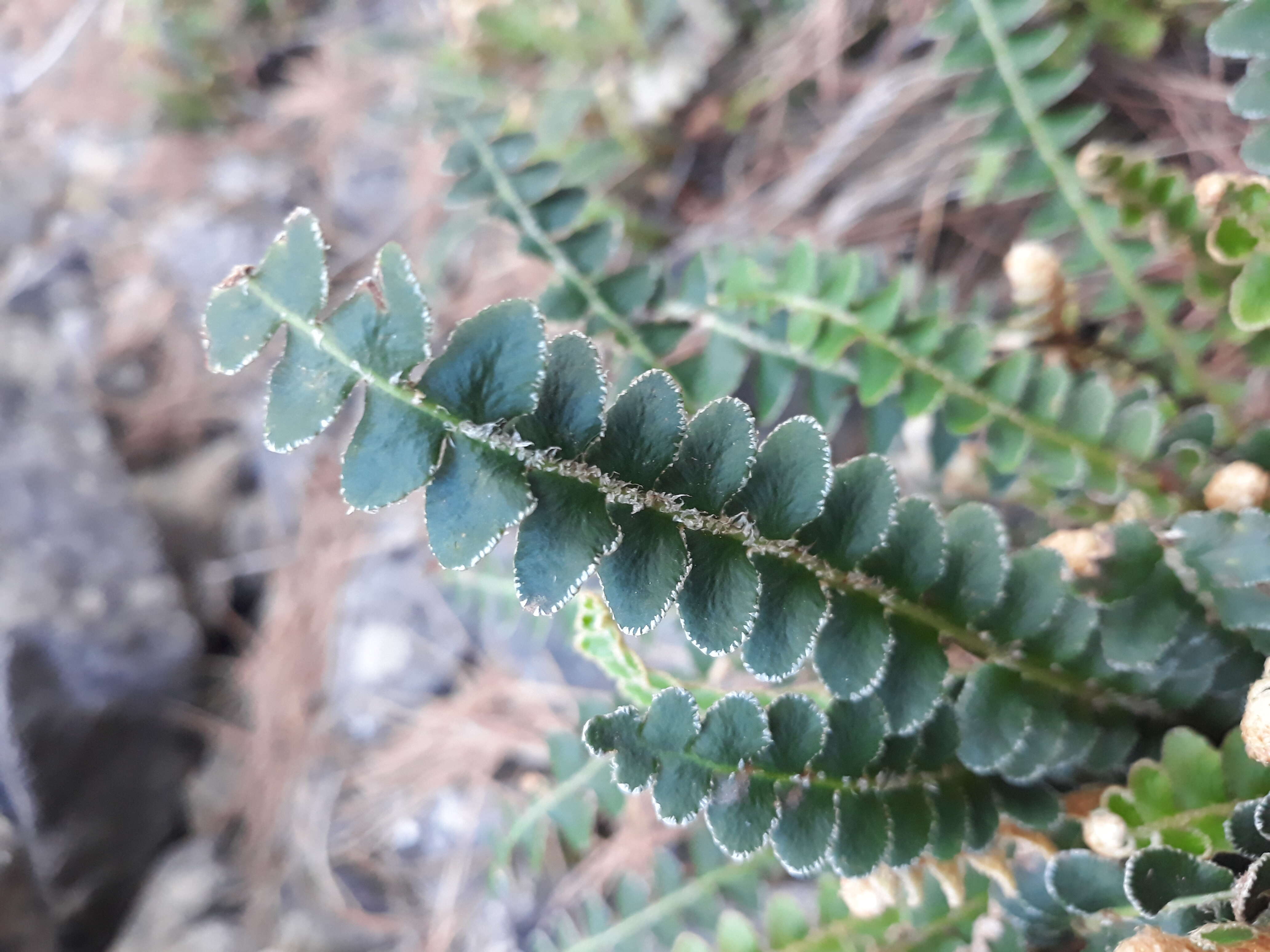 Plancia ëd Asplenium ceterach L.