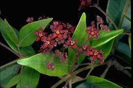 Image of Flindersia oppositifolia (F. Müll.) T. G. Hartley & L. W. Jessup