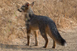 Image of Grey Foxes