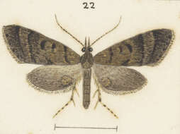 Image of Isonomeutis amauropa Meyrick 1887