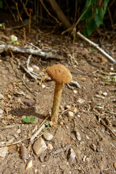 Image de Battarrea phalloides (Dicks.) Pers. 1801