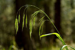 Imagem de Bromus ciliatus L.