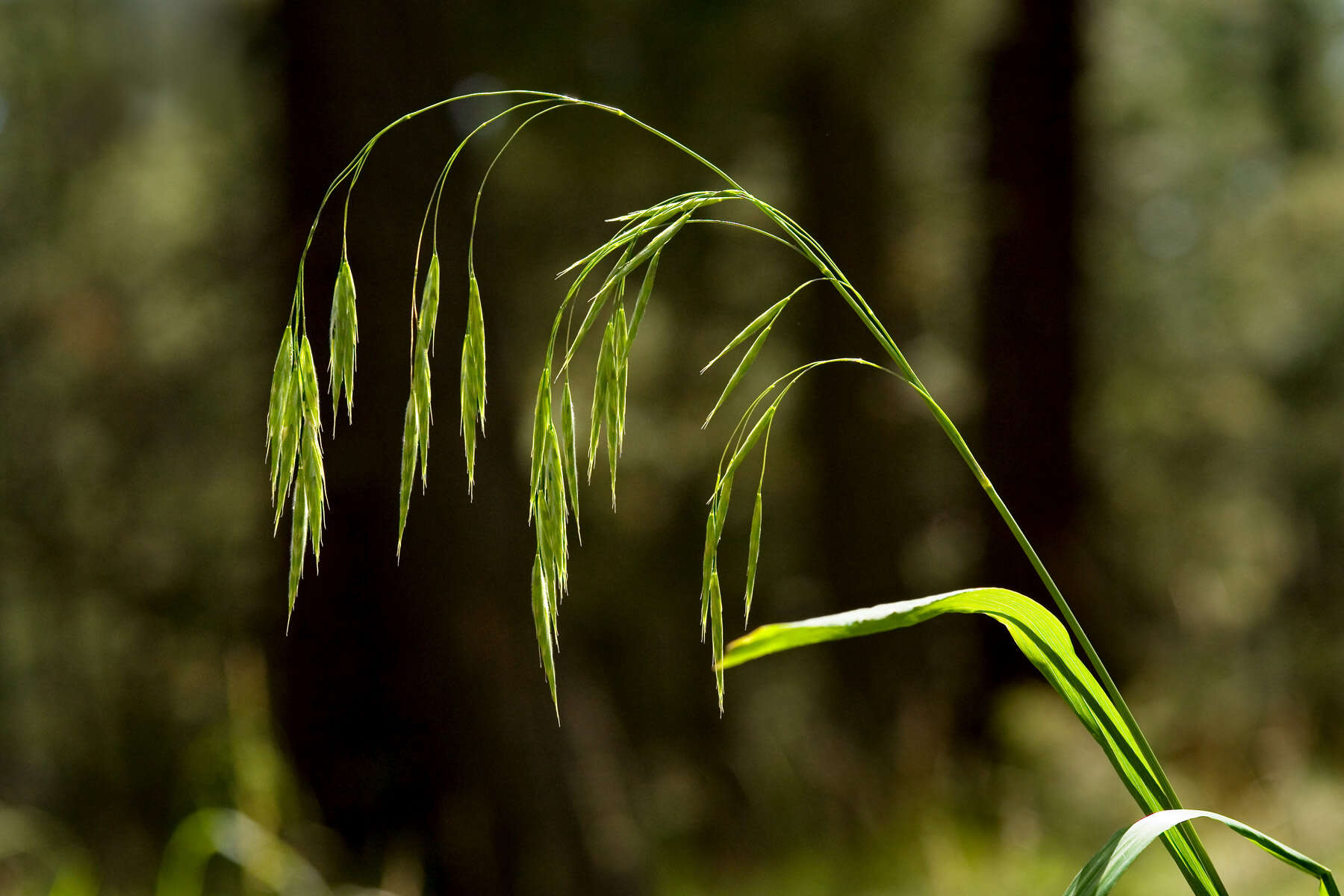 Image of fringed brome