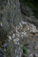 Image de Saxifraga cotyledon L.