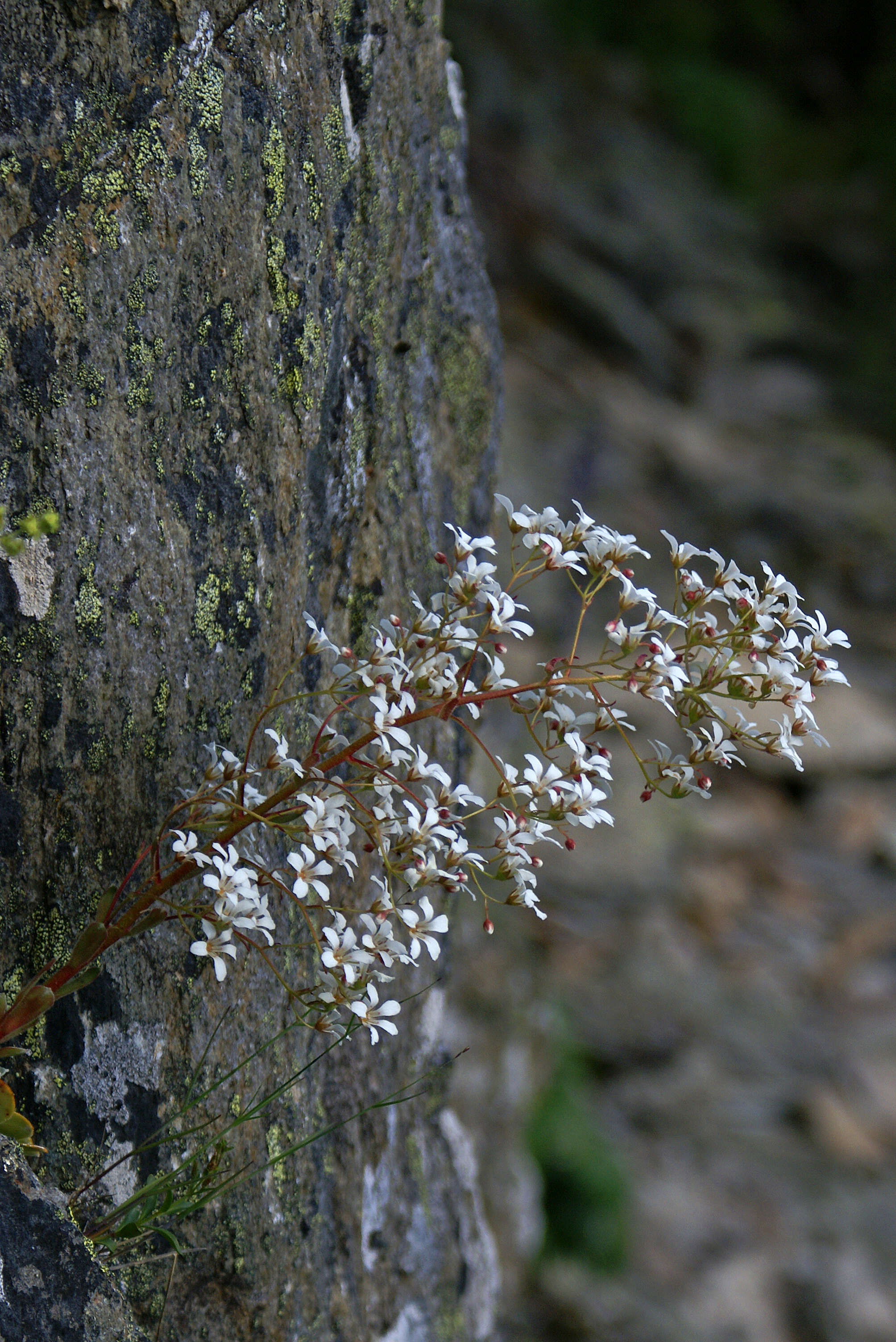 Image de Saxifraga cotyledon L.