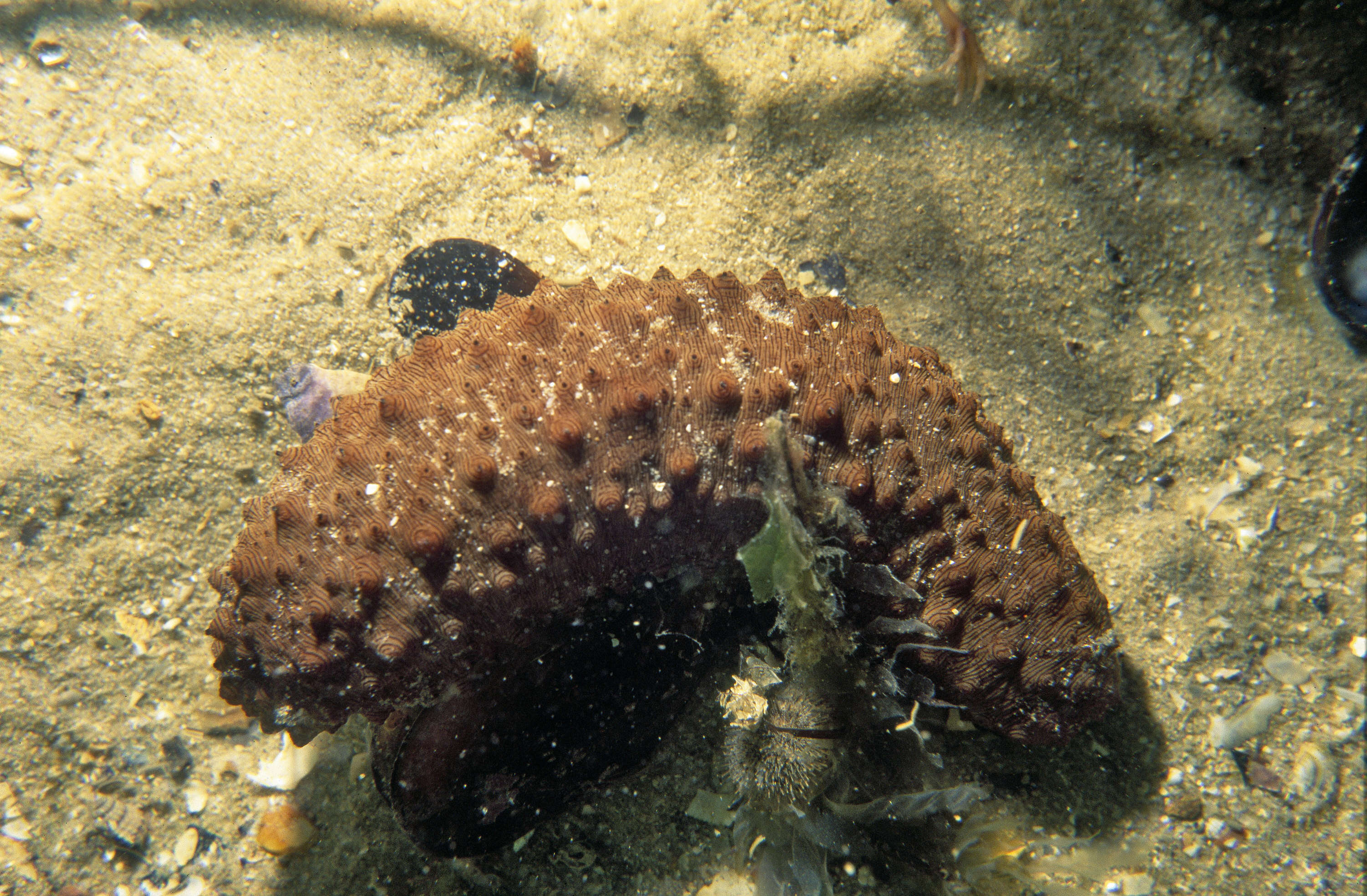 Image of Australostichopus Levin ex Moraes, Norhcote, Kalinin, Avilov, Silchenko & Dmitrenok 2004