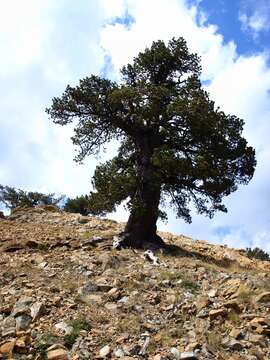 Image de Pin de Bosnie