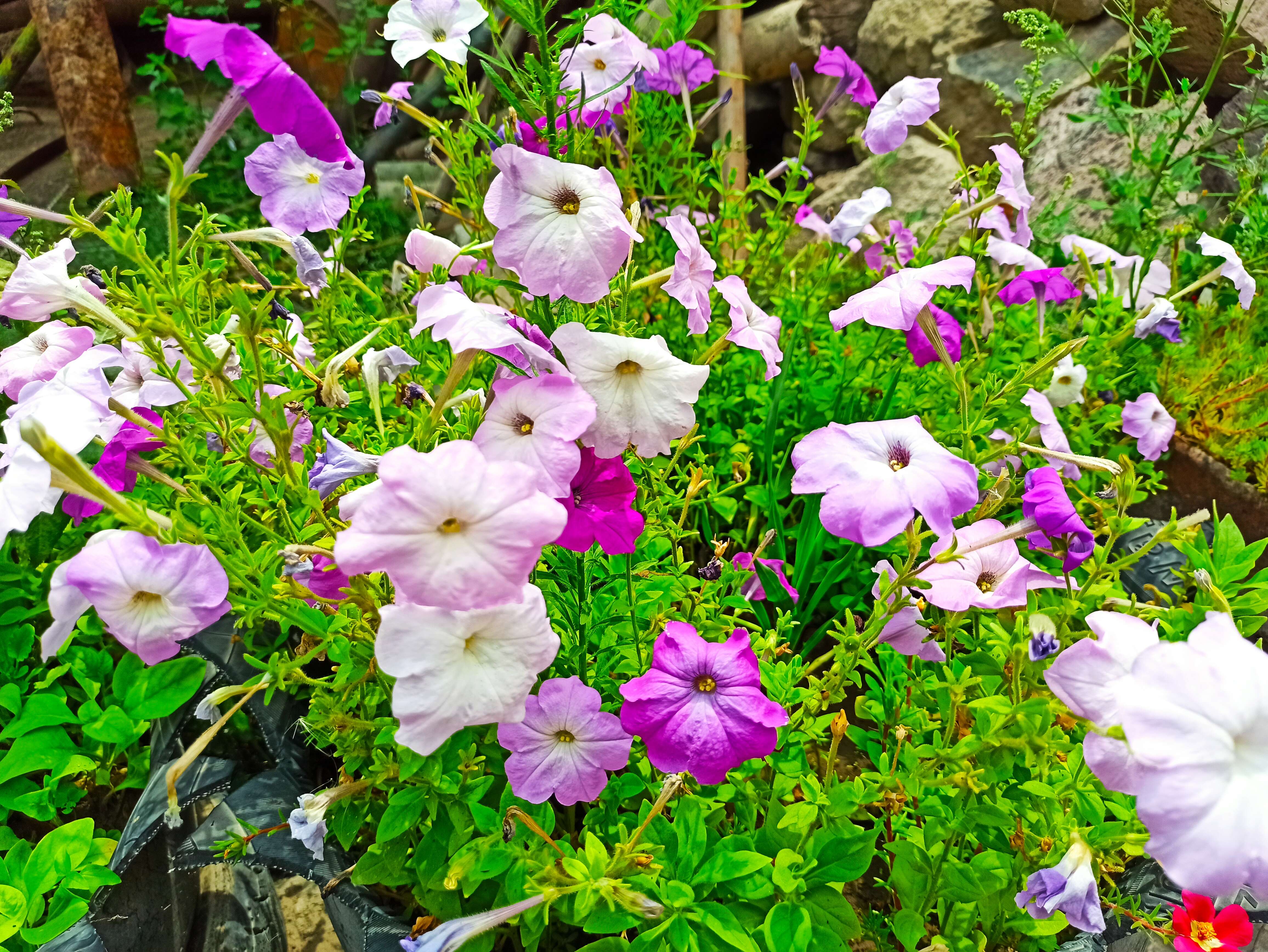 صورة Petunia axillaris (Lam.) Britton