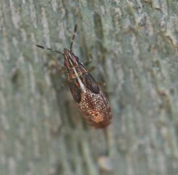 Image of Sycamore Seed Bug