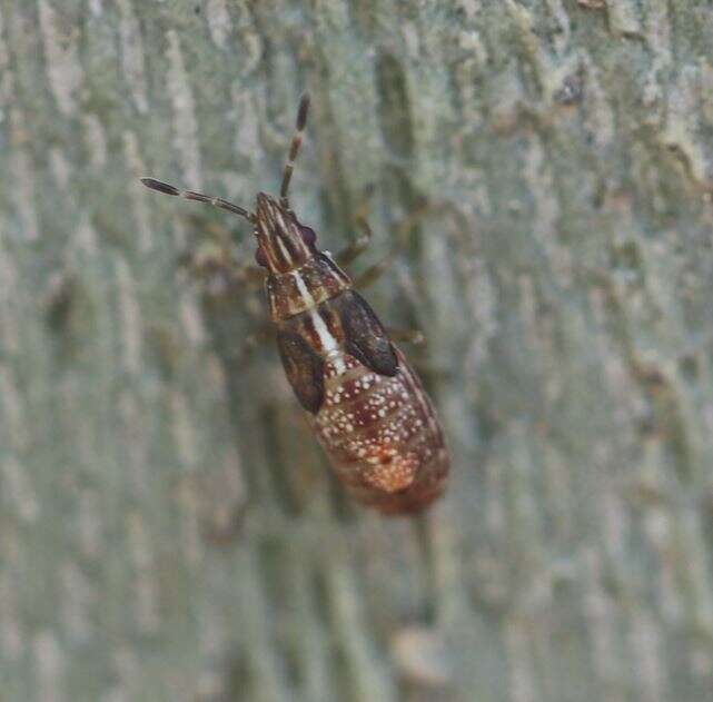 Image of sycamore seed bug