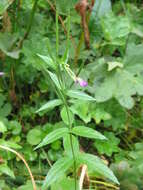 Image of alpine willowherb