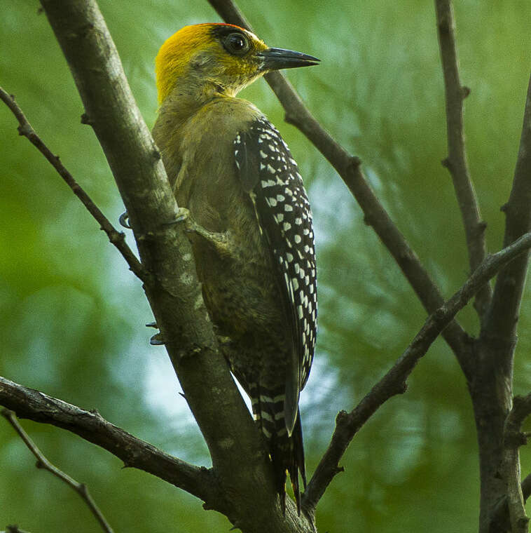 Image of Golden-cheeked Woodpecker