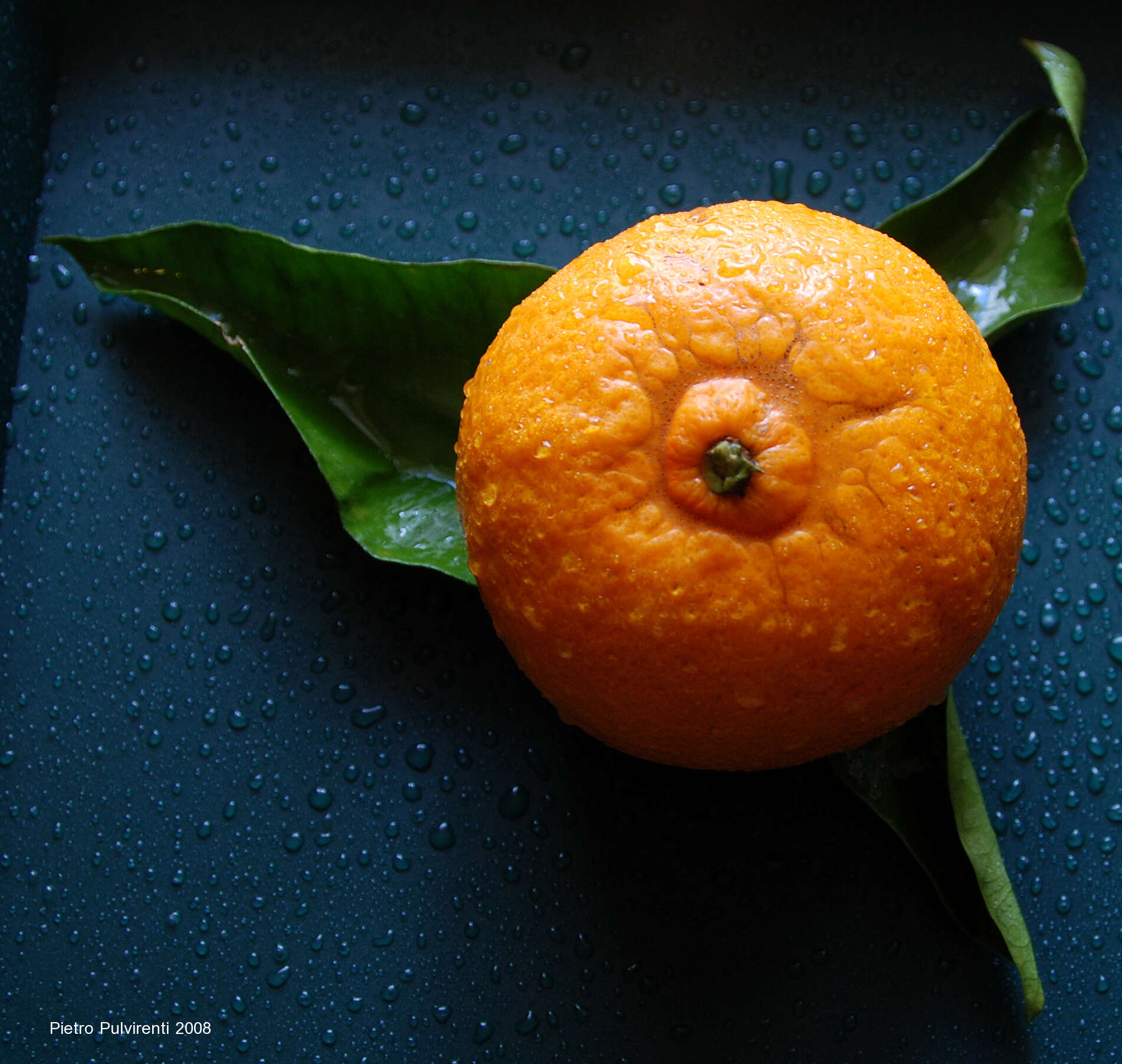 Image of Citrus reticulata