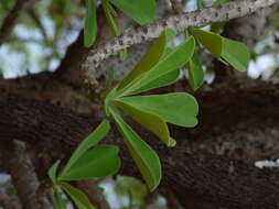 Слика од Euphorbia nivulia Buch.-Ham.