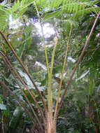 Image of West Indian treefern