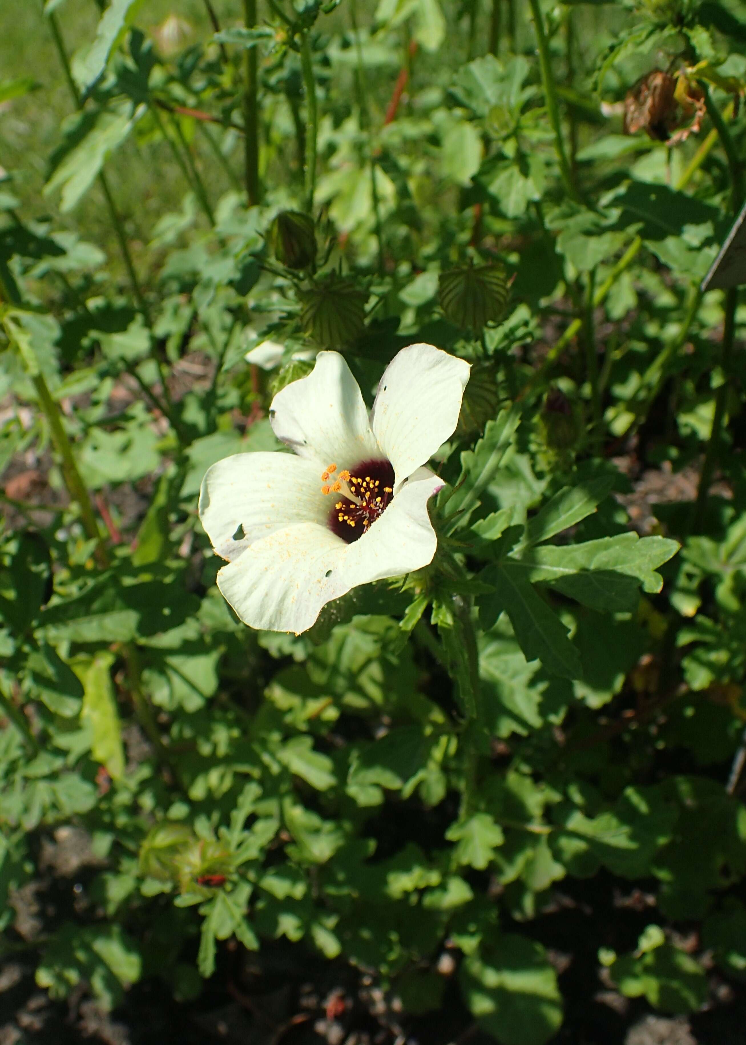 Image of flower of an hour