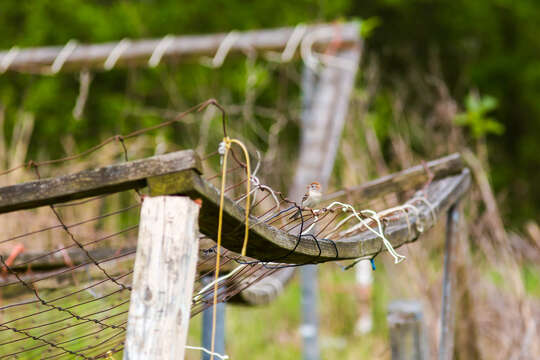 Image of Field Sparrow