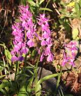 Image of Ponerorchis joo-iokiana (Makino) Nakai