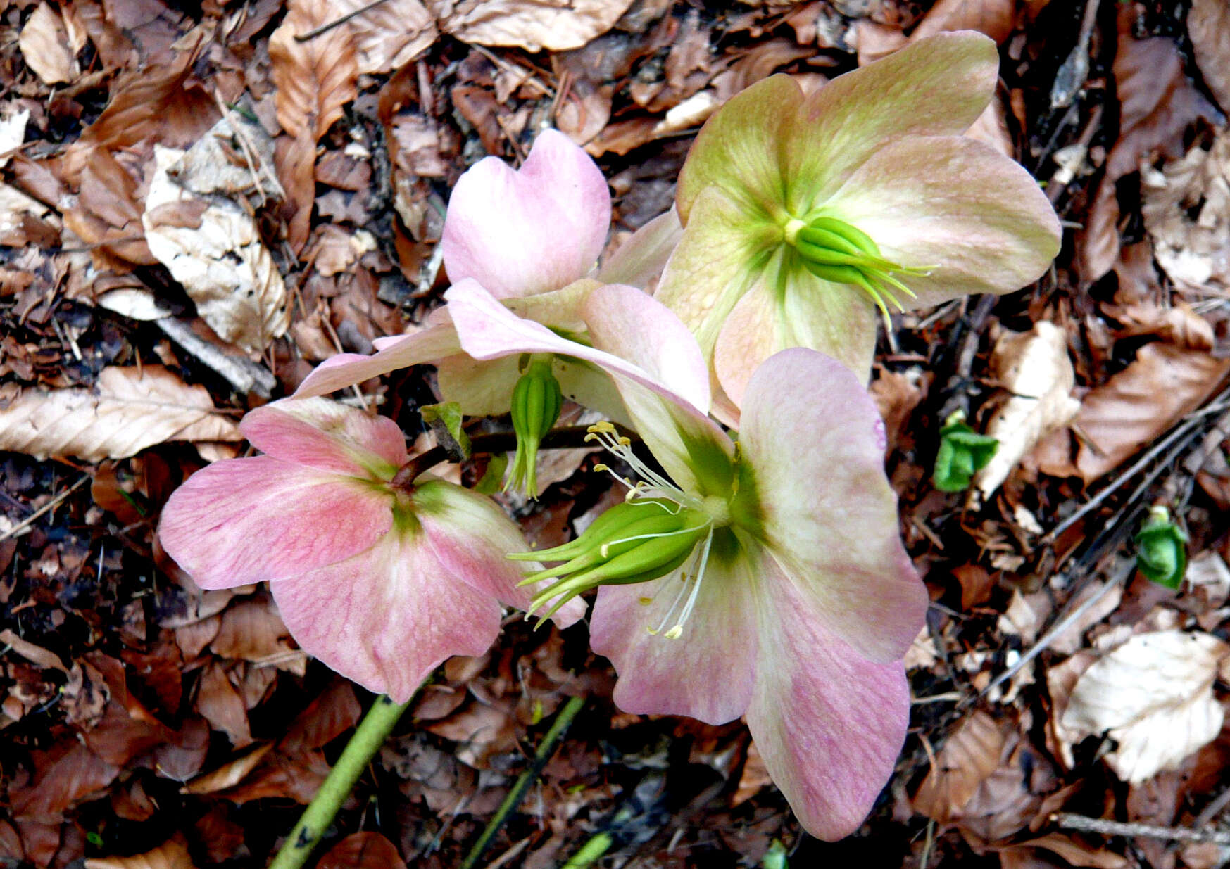 Image of black hellebore