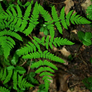 Image of Common Fern