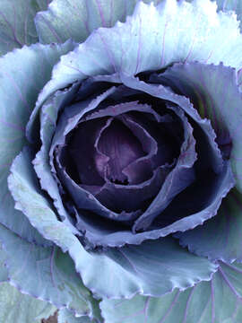 Image of white cabbage