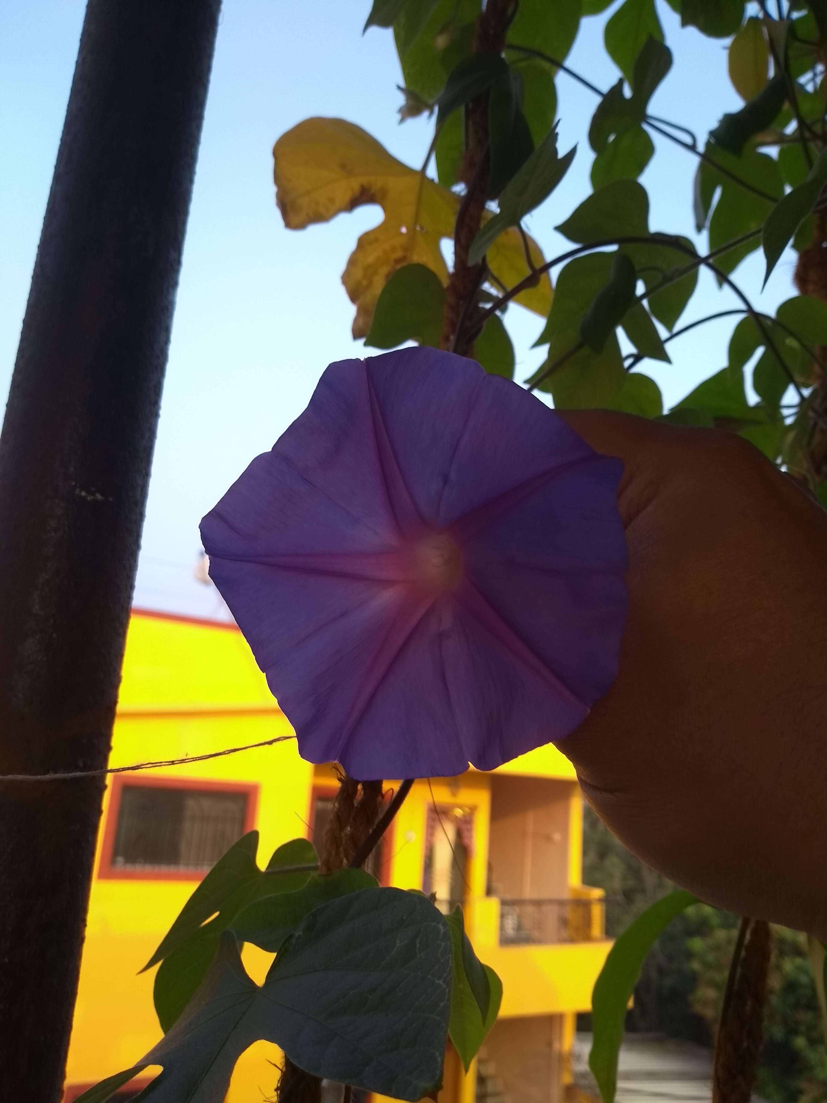 Image of tall morning-glory