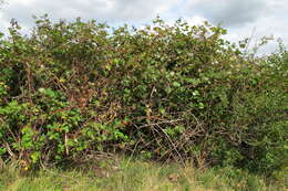 Image of Himalayan blackberry