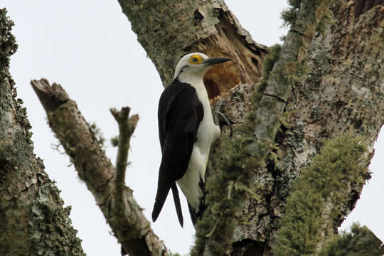 Image of White Woodpecker