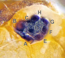 Image of Sminthurinus aureus (Lubbock & J 1862)