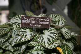 Image of Begonia imperialis Lem.