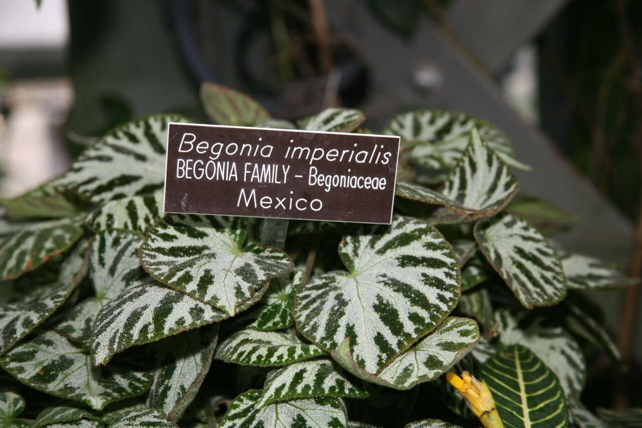 Слика од Begonia imperialis Lem.