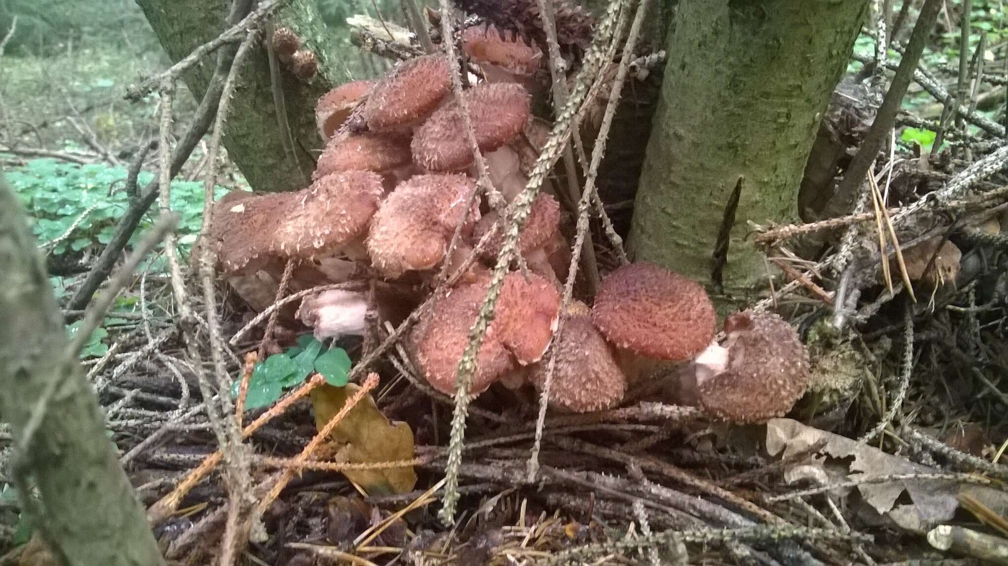 Image of Armillaria ostoyae (Romagn.) Herink 1973