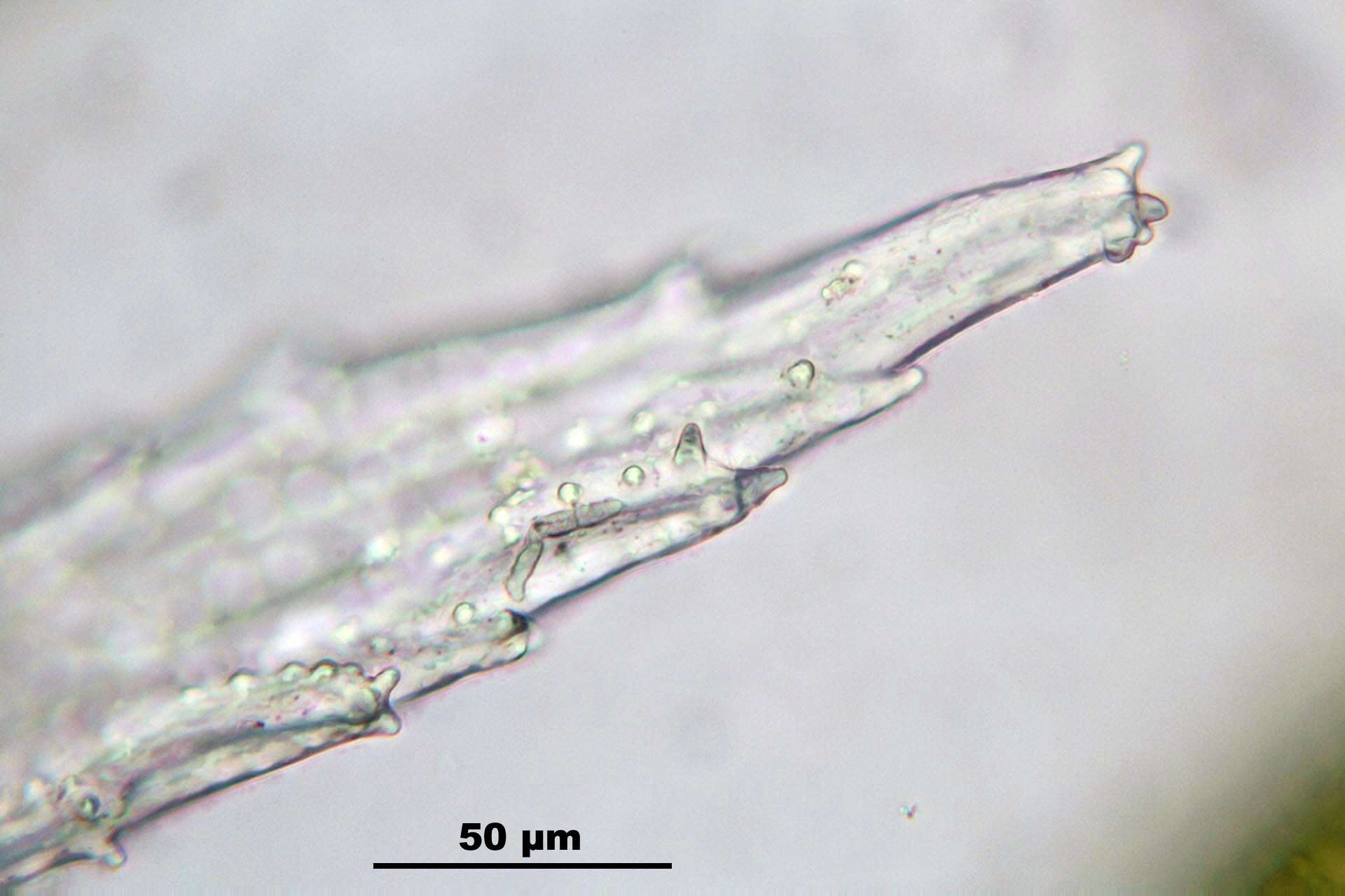 Image of Ciliate Hedwigia Moss