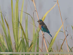 Imagem de Coracias benghalensis (Linnaeus 1758)