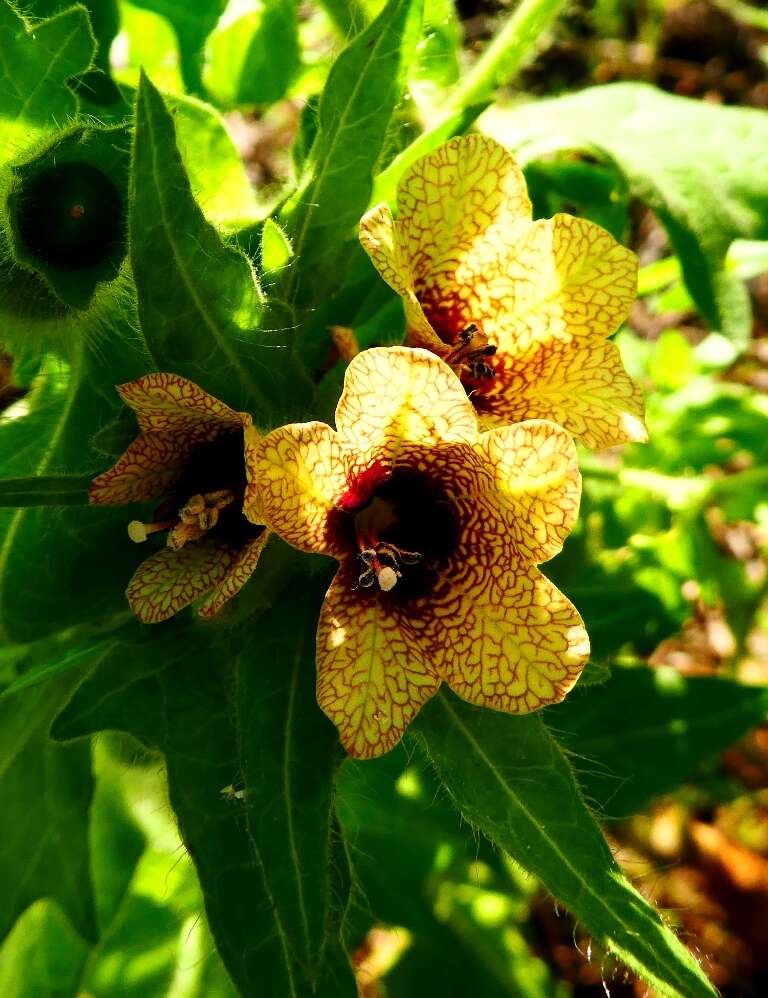 Image of black henbane