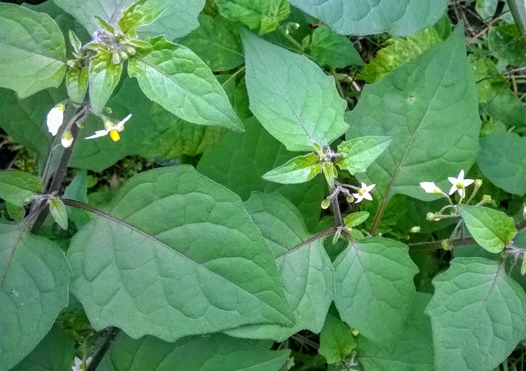 Plancia ëd Solanum nigrum L.