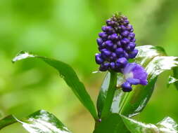 Image of Blue ginger