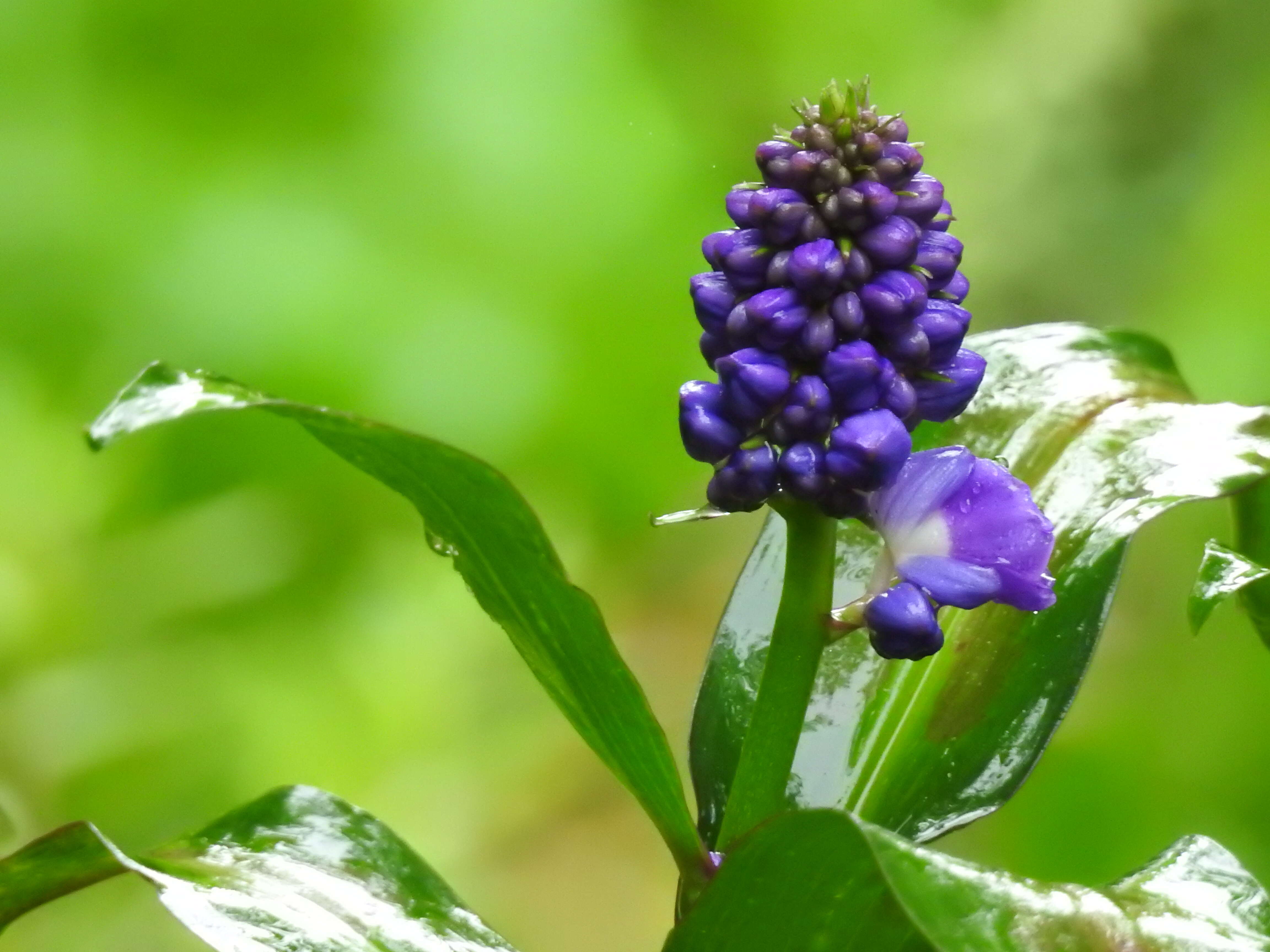 Image of Blue ginger