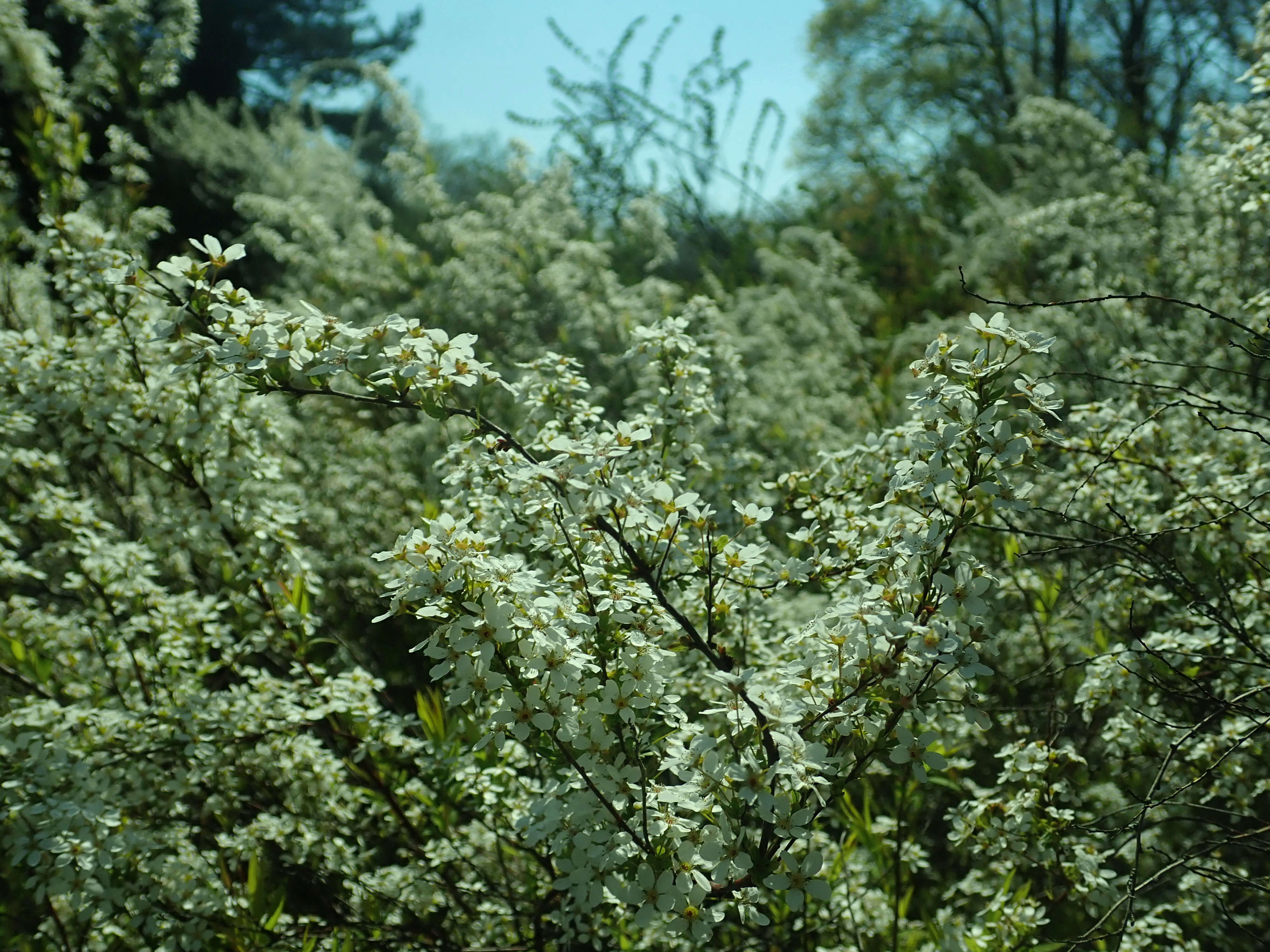 Image de Spiraea thunbergii Sieb. ex Bl.