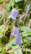 Image of Bearded Bellflower