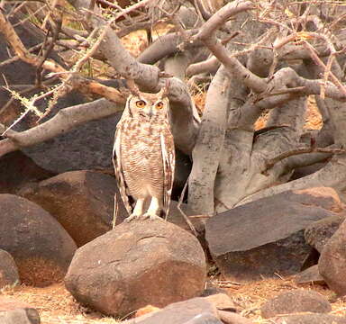 Image of Spotted Eagle-Owl