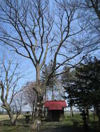 Image of Japanese elm