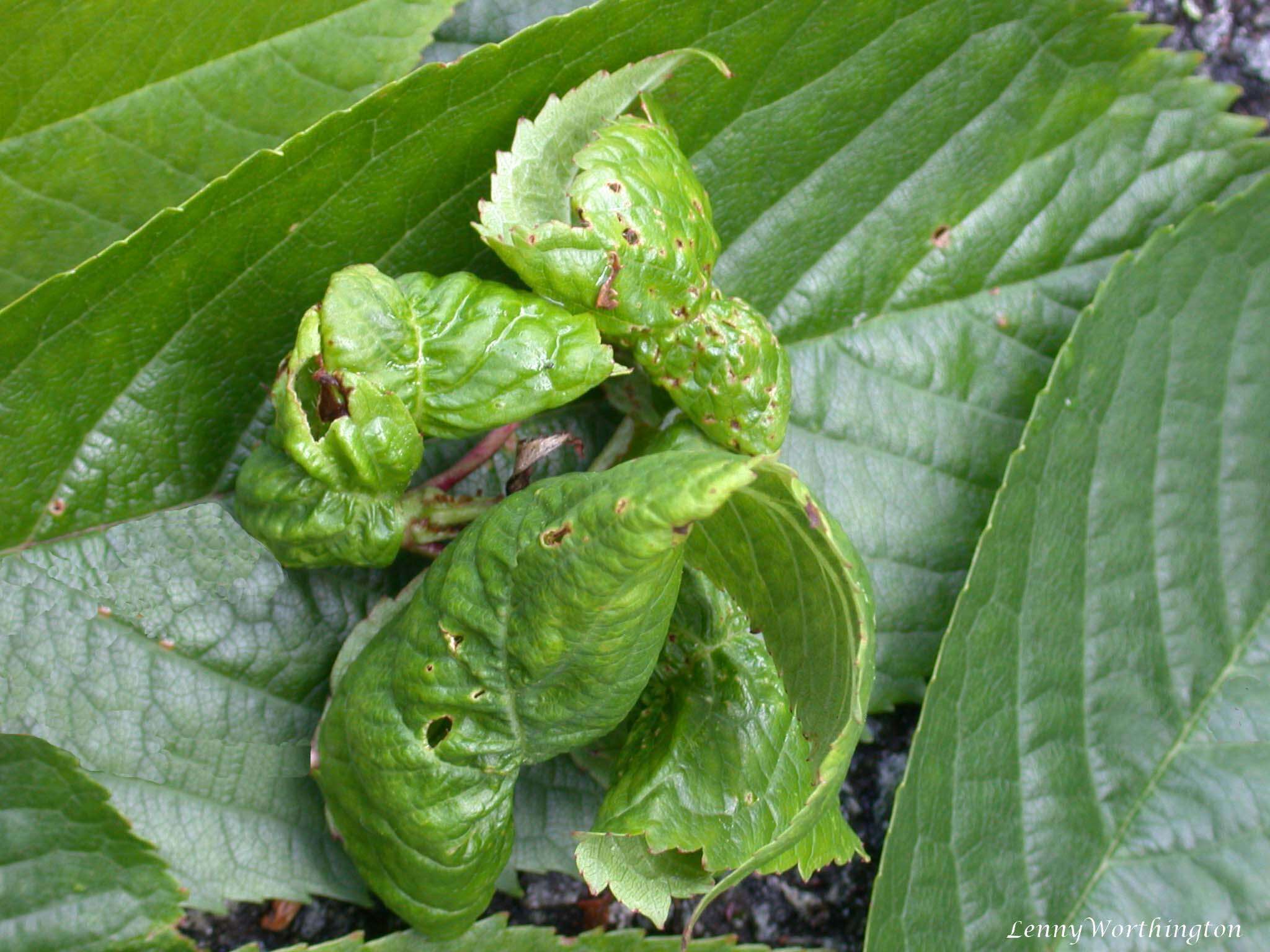 Image of gean, wild cherry