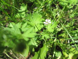 Image of Small-flowered Cranesbill