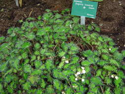 Image of Begonia bowerae Ziesenh.