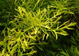 Image of Water-Wisteria