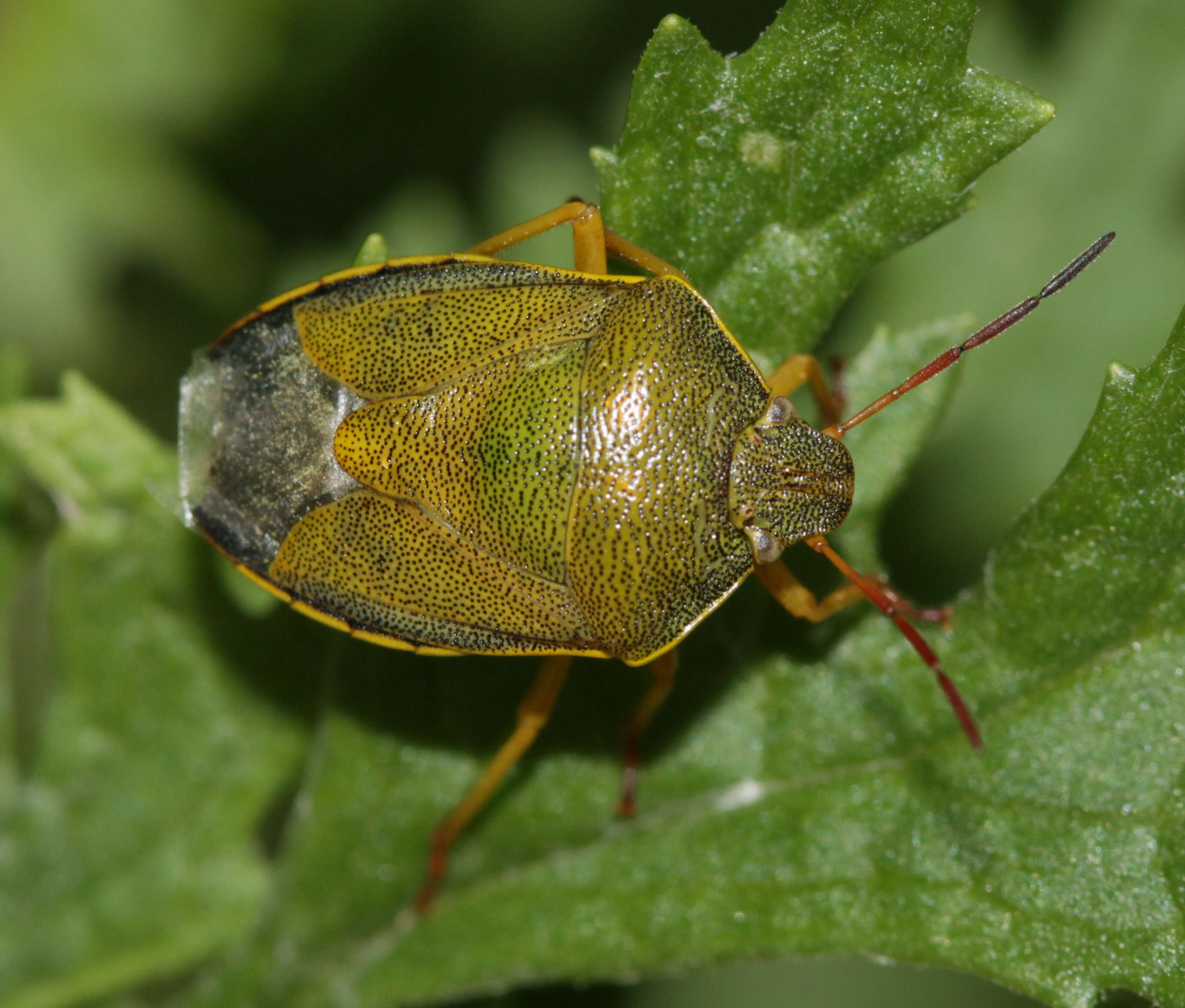 Image of Piezodorus lituratus (Fabricius 1794)